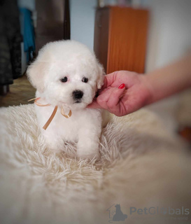 Photo №1. bichon à poil frisé - à vendre en ville de Belgrade | négocié | Annonce №94225