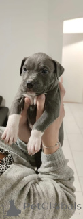 Photo №1. american pit bull terrier - à vendre en ville de Berlin | négocié | Annonce №163017