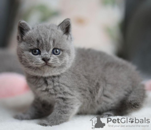 Photo №2 de l'annonce № 103779 de la vente british shorthair - acheter à Allemagne annonce privée