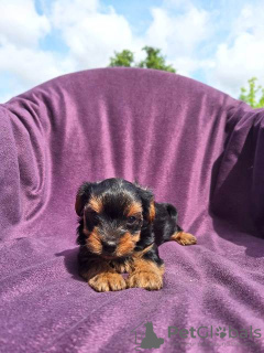 Photo №4. Je vais vendre yorkshire terrier en ville de Валево.  - prix - négocié