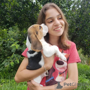 Photo №1. beagle - à vendre en ville de Штутгарт | 360€ | Annonce №123780