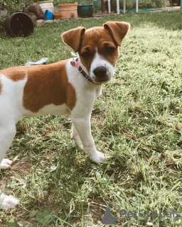 Photo №2 de l'annonce № 78847 de la vente jack russell terrier - acheter à Allemagne annonce privée