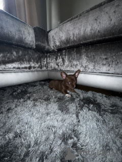 Photo №1. chihuahua - à vendre en ville de Munich | 4000€ | Annonce №139146