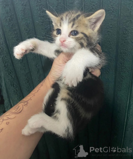 Photo №1. american shorthair - à vendre en ville de Meißen | 350€ | Annonce № 178024