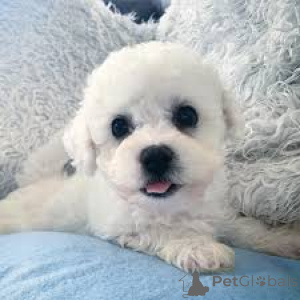 Photo №3. Bichon Frisé-puppy's te koop. Belgique