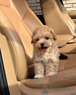 Photos supplémentaires: Chiots Maltipoo.