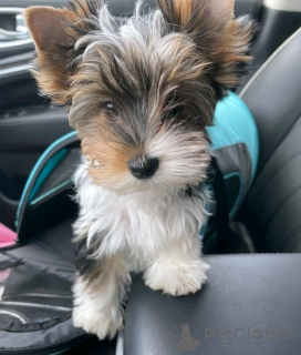 Photo №1. yorkshire terrier - à vendre en ville de Aubenas | négocié | Annonce №160548