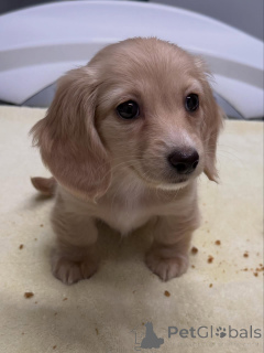 Photo №2 de l'annonce № 163654 de la vente teckel - acheter à Allemagne éleveur