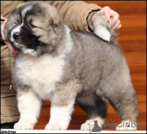 Photo №3. Chiots berger du Caucase. Serbie