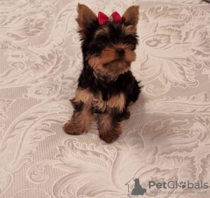 Photo №2 de l'annonce № 119348 de la vente yorkshire terrier - acheter à Allemagne annonce privée