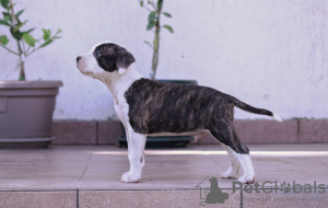 Photo №2 de l'annonce № 63225 de la vente american staffordshire terrier - acheter à Serbie éleveur