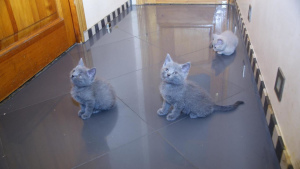 Photo №4. Je vais vendre british shorthair en ville de Moscou. annonce privée - prix - 71€