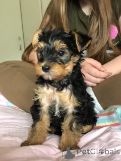 Photo №4. Je vais vendre yorkshire terrier en ville de Vamdrup. annonce privée, éleveur - prix - 850€