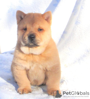 Photos supplémentaires: chiot chow-chow
