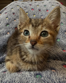 Photo №3. Chatons du Bengale. Allemagne