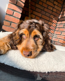 Photo №1. cocker spaniel anglais - à vendre en ville de Budapest | 240€ | Annonce №78800