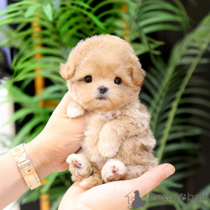 Photo №4. Je vais vendre maltipu en ville de Alabama. éleveur - prix - négocié