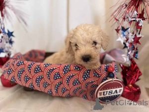 Photo №2 de l'annonce № 149824 de la vente maltipu - acheter à Allemagne annonce privée, éleveur