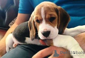 Photo №1. beagle - à vendre en ville de Valhalla | Gratuit | Annonce №63454