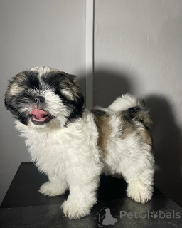 Photo №2 de l'annonce № 173357 de la vente chien bâtard - acheter à Malte annonce privée