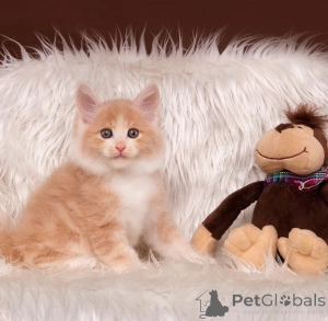 Photo №1. bobtail japonais - à vendre en ville de Grafenwöhr | 350€ | Annonce № 177733