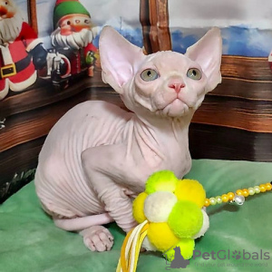 Photo №1. sphynx - à vendre en ville de Munich | Gratuit | Annonce № 129836