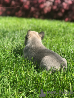 Photo №2 de l'annonce № 130357 de la vente bouledogue - acheter à Allemagne annonce privée
