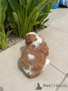 Photo №3. Adorable chiot cavalier king Charles à donner. France