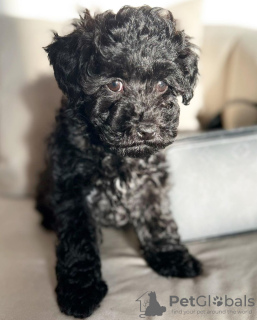 Photo №2 de l'annonce № 86361 de la vente caniche (jouet) - acheter à Allemagne éleveur