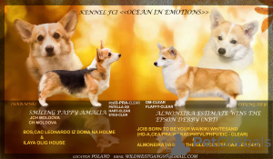 Photo №1. welsh corgi - à vendre en ville de Bialystok | 1600€ | Annonce №128609