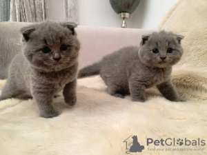 Photo №1. british shorthair - à vendre en ville de Berlin | 150€ | Annonce № 105372