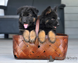 Photos supplémentaires: chiots berger allemand