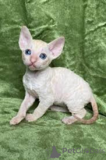 Photo №3. Kocięta rasy cornish rex dans le przedaż. Pologne