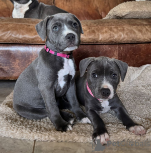 Photo №2 de l'annonce № 119706 de la vente staffordshire terrier anglais - acheter à Allemagne annonce privée