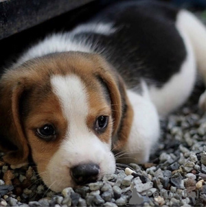 Photos supplémentaires: Les chiots Beagle recherchent