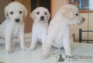 Photo №3. Superbes chiots labrador. Lituanie