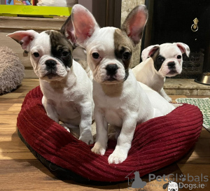 Photo №1. bouledogue - à vendre en ville de Nuremberg | 360€ | Annonce №127355