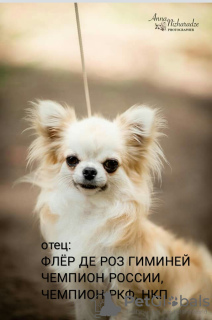 Photo №2 de l'annonce № 8908 de la vente chihuahua - acheter à Fédération de Russie de la fourrière