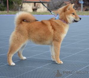 Photo №4. Je vais vendre shiba en ville de Нови Сад. éleveur - prix - négocié