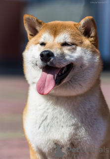 Photos supplémentaires: Shiba Inu garçon Shiba Inu