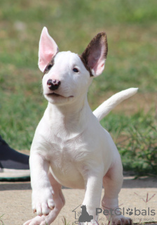 Photo №1. bull terrier - à vendre en ville de Belgrade | négocié | Annonce №122367