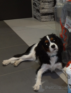 Photo №1. cavalier king charles spaniel - à vendre en ville de Minsk | 1026€ | Annonce №15443