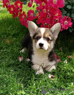 Photos supplémentaires: Chiots Welsh Corgie à vendre