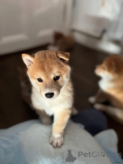 Photo №2 de l'annonce № 175718 de la vente shiba - acheter à Allemagne annonce privée