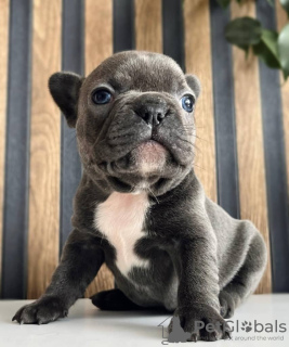 Photo №2 de l'annonce № 86359 de la vente bulldog anglais, bouledogue - acheter à Allemagne éleveur