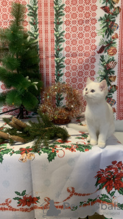 Photo №4. Je vais vendre british shorthair en ville de Nizhny Novgorod. annonce privée, éleveur - prix - négocié