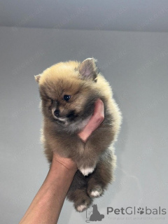 Photo №4. Je vais vendre spitz nain en ville de Berne. annonce privée - prix - 850€