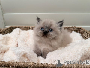 Photo №1. munchkin - à vendre en ville de Kaisrslautern | 410€ | Annonce № 172413