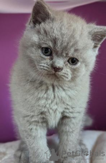 Photo №2 de l'annonce № 108611 de la vente british shorthair - acheter à Allemagne annonce privée, de la fourrière, de l'abri, éleveur