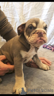 Photo №3. Un bouledogue anglais en bonne santé est maintenant disponible pour les foyers. Allemagne